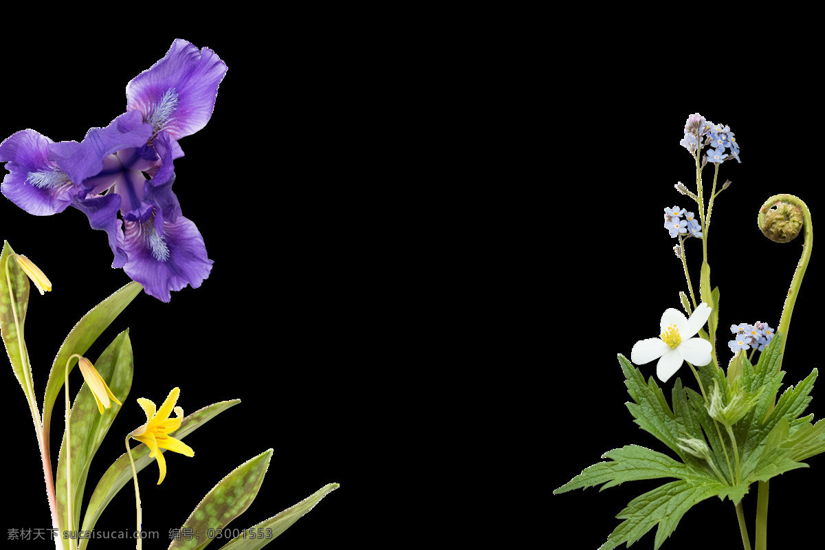 彩绘 清新 紫色 花朵 黄花 绿叶 元素 png元素 花卉 免抠元素 透明元素