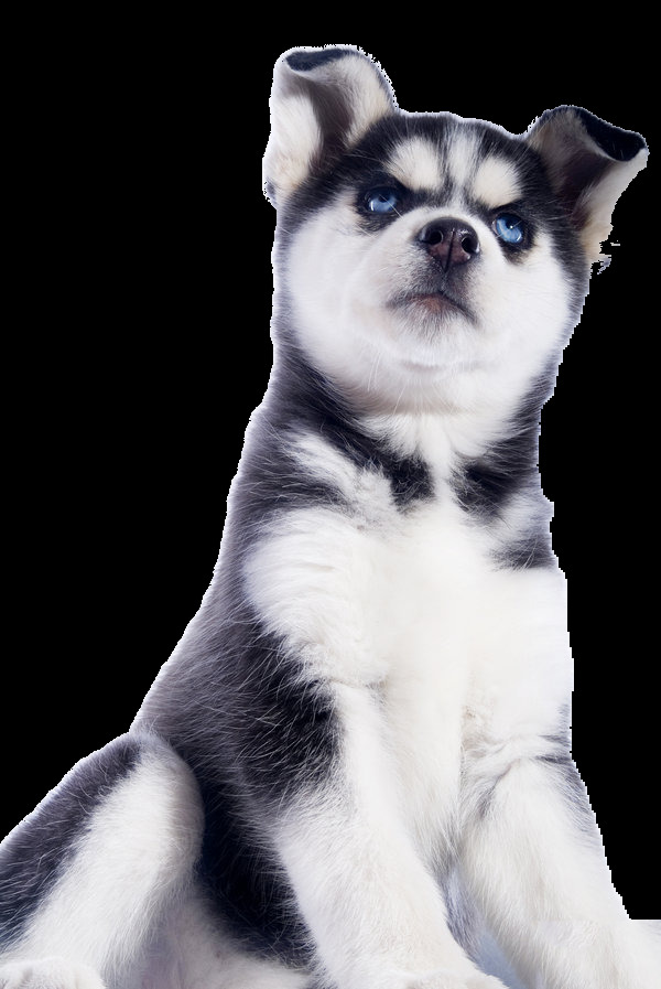 傲 娇 阿拉斯加 宠物狗 产品 实物 产品实物 大型犬 蓝眼睛 生肖狗 小奶狗