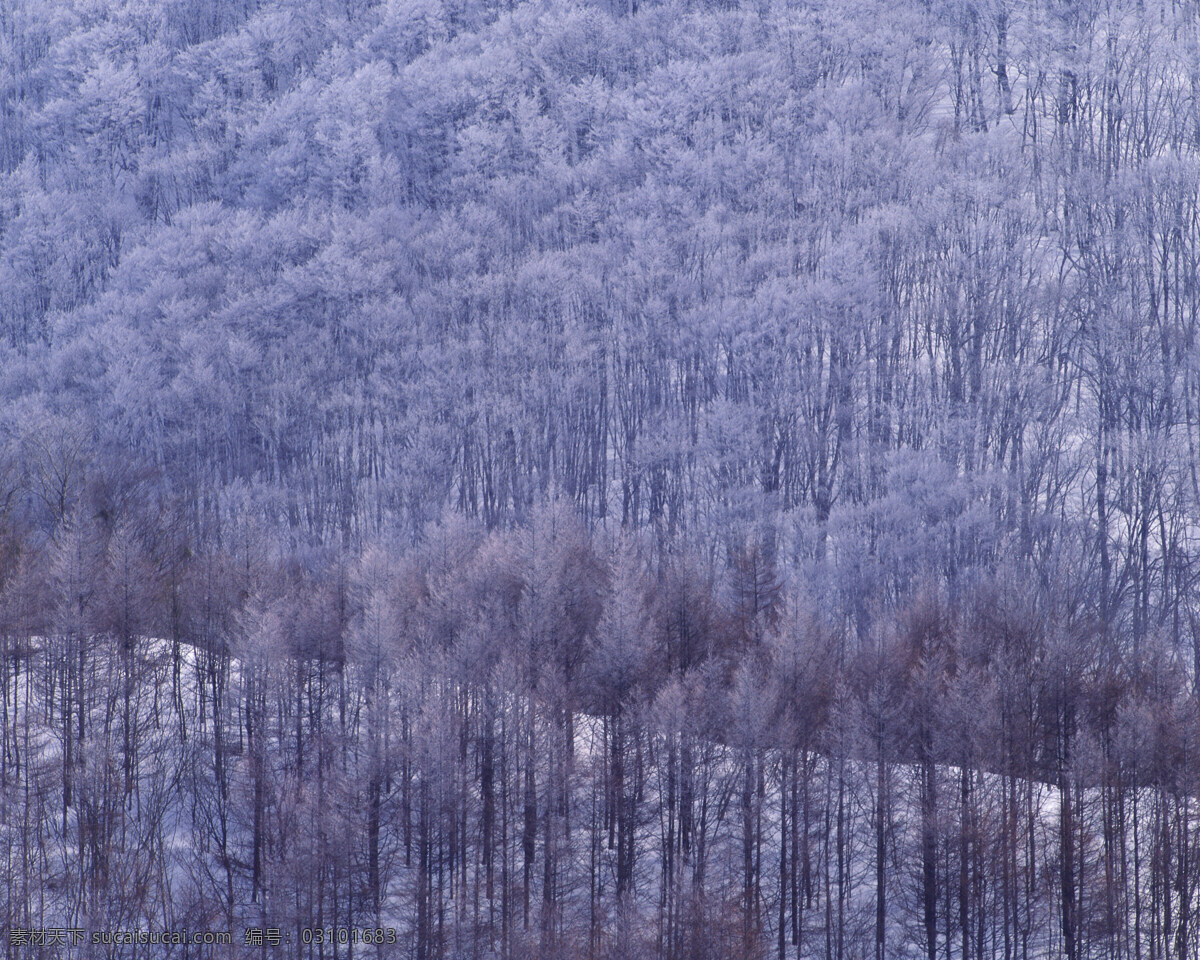 成片 森林 白雪皑皑 雪景 雪松 白雪风光 森林大雪 风景 生活 旅游餐饮