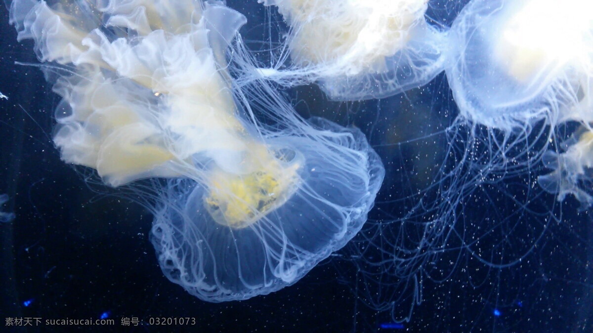 唯美 海底 水母 海蜇 软体动物 海洋生物 海洋