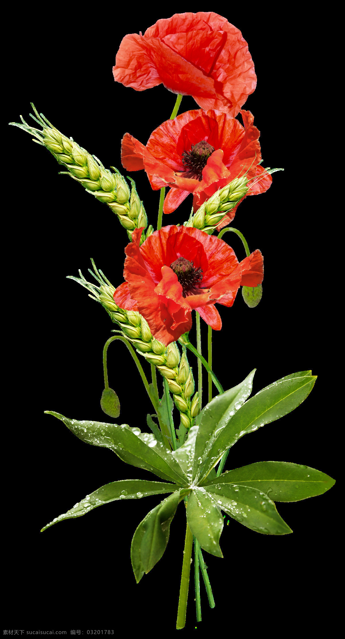 水彩 雨 后 鲜艳 花卉 透明 红色 绿叶 花蕊 水珠 透明素材 免扣素材 装饰图片