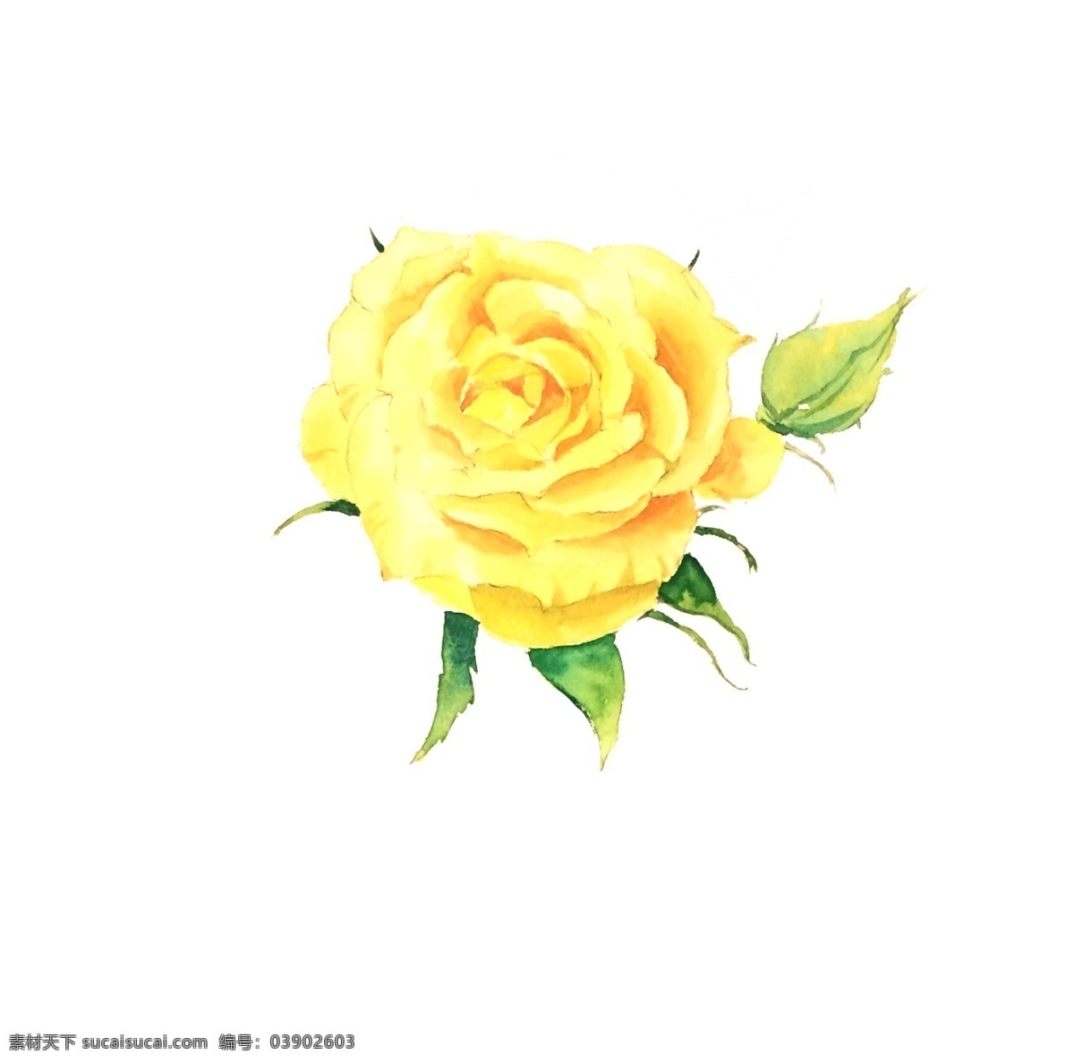 手绘 水彩 黄 玫瑰 单一图层 纸绘水彩 水彩玫瑰 黄玫瑰 水彩手绘花朵 黄色花朵