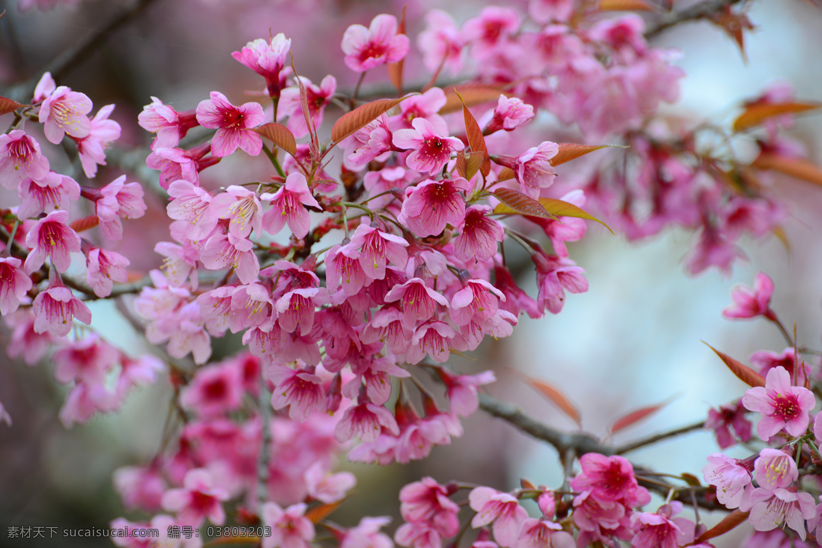 鲜艳 粉色 花朵 花 植物 树枝 花草树木 生物世界