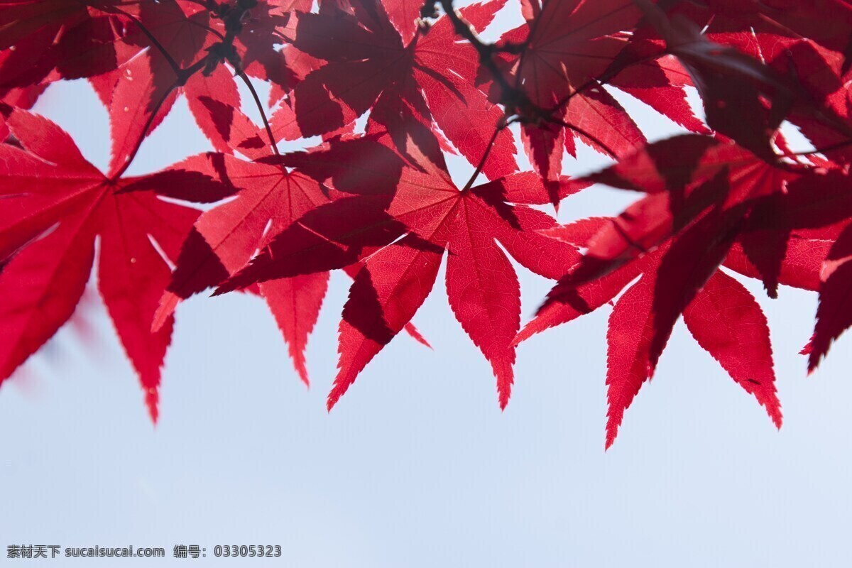 秋季枫叶 叶子 夏季 秋分 红色 植物 枫叶 秋季