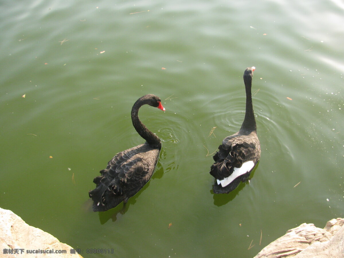 黑天鹅 天鹅 游禽 鸟类 湖水 美丽北京 自然景观 动物世界 生物世界 野生动物 灰色