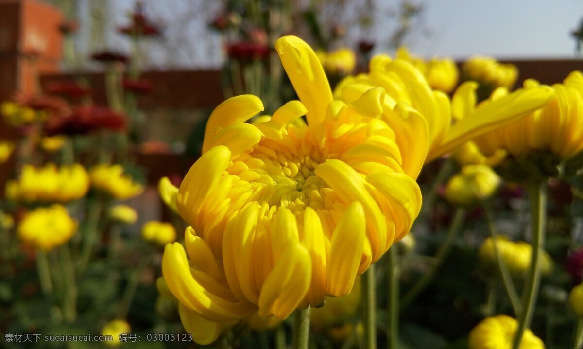 菊花 秋菊 花朵 花草 植物 花卉 生物世界 黑色