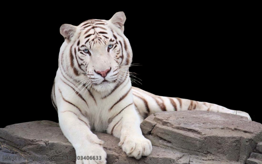 老虎素材 老虎 白色 黑色 野生 动物 生物世界 野生动物