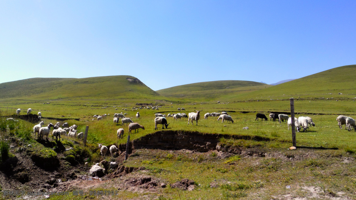 草原羊群 青藏高原 蓝天 羊 橡皮山 草原 羊群 山丘 清凉山 摄影作品 自然景观 自然风景