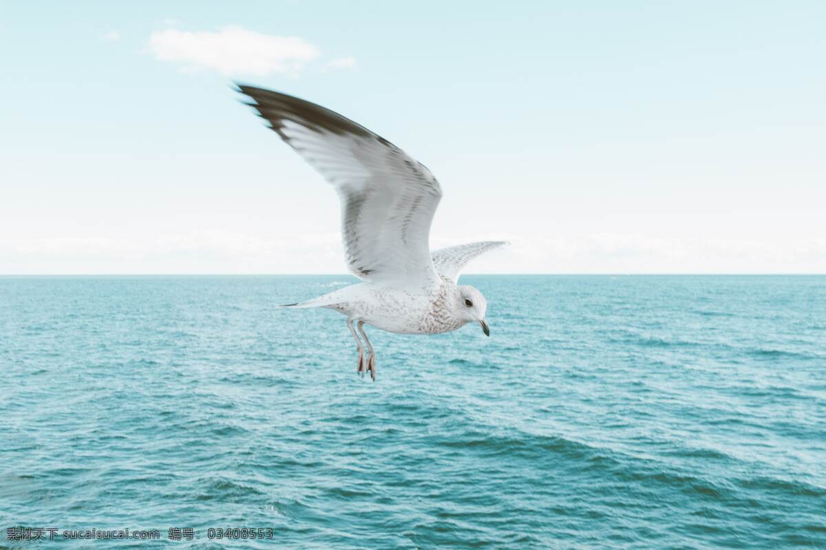 海鸥海鸟图片 海鸥 鸟类 飞翔 展翅 追逐 雄姿 大海 鸟 海鸟 生态 保护动物 珍禽鸟类
