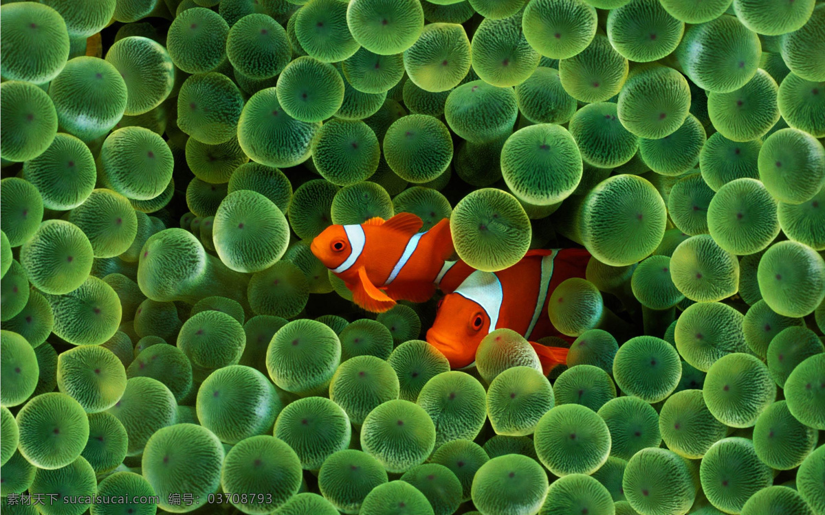 小丑鱼 鱼 海洋 藻类 花纹 生物 动物 绿色 橙色 海洋生物 生物世界