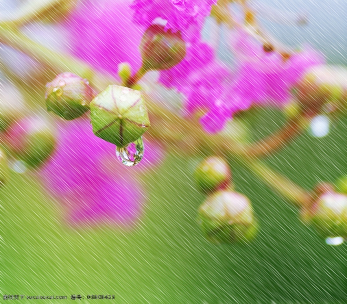 雨 中 花 绿色 花朵 紫色花朵 ps简单操作 雨中花朵 毛毛细雨 psd源文件