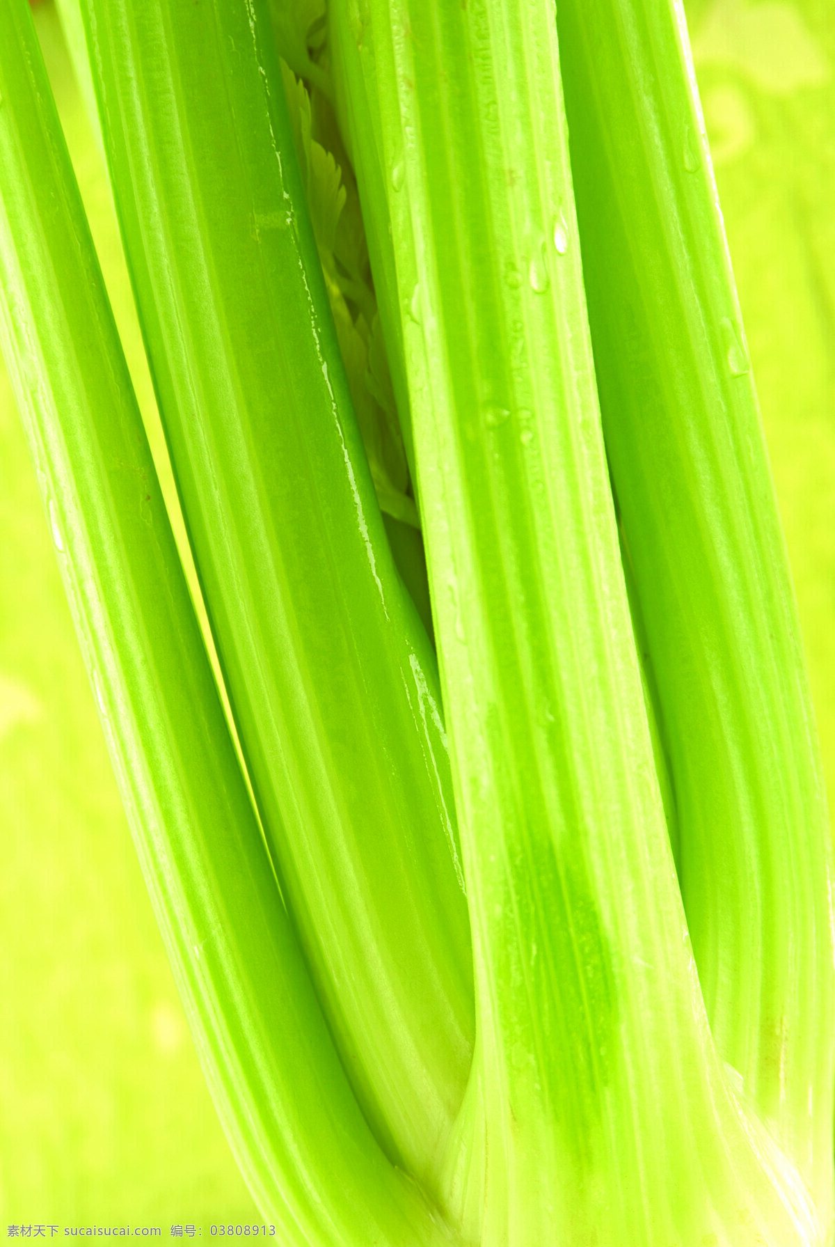 什锦 鲜 蔬 蔬菜 什锦鲜蔬 营养物 生物世界