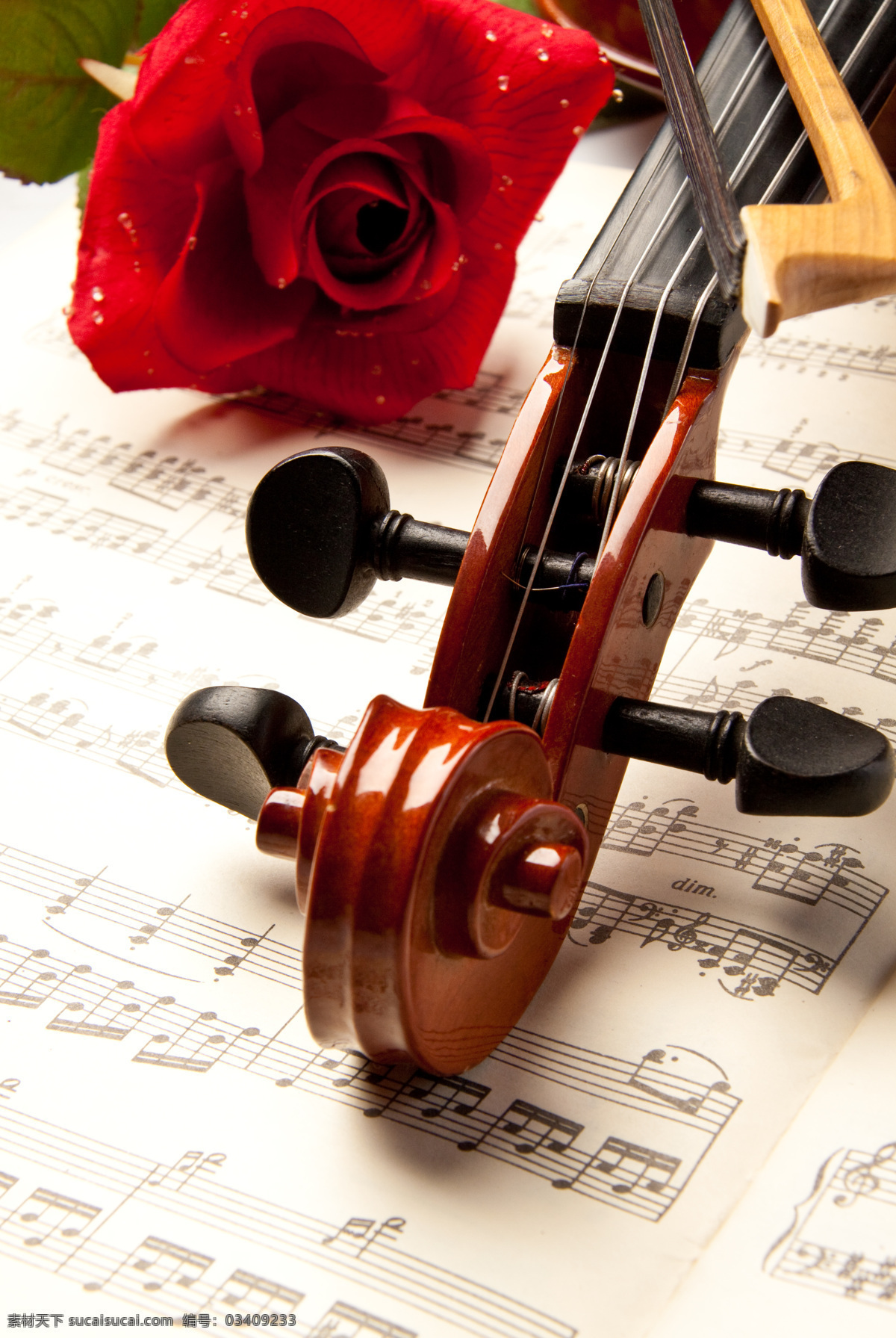 小提琴 红玫瑰 乐谱 乐器 玫瑰花 文化艺术 舞蹈音乐 木质小提琴 红木小提琴 psd源文件