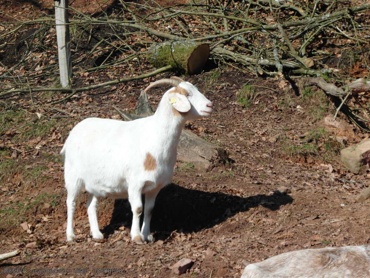 羊子 牧羊 大山羊 家畜 畜生 生物世界 家禽家畜