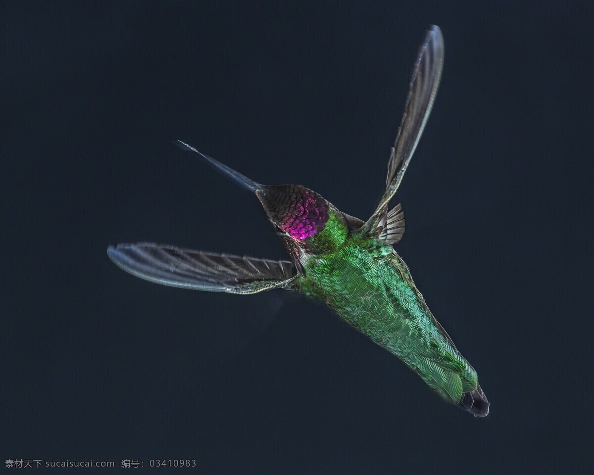 蜂鸟 悬停 绿色 虚化 优雅 生物世界 鸟类