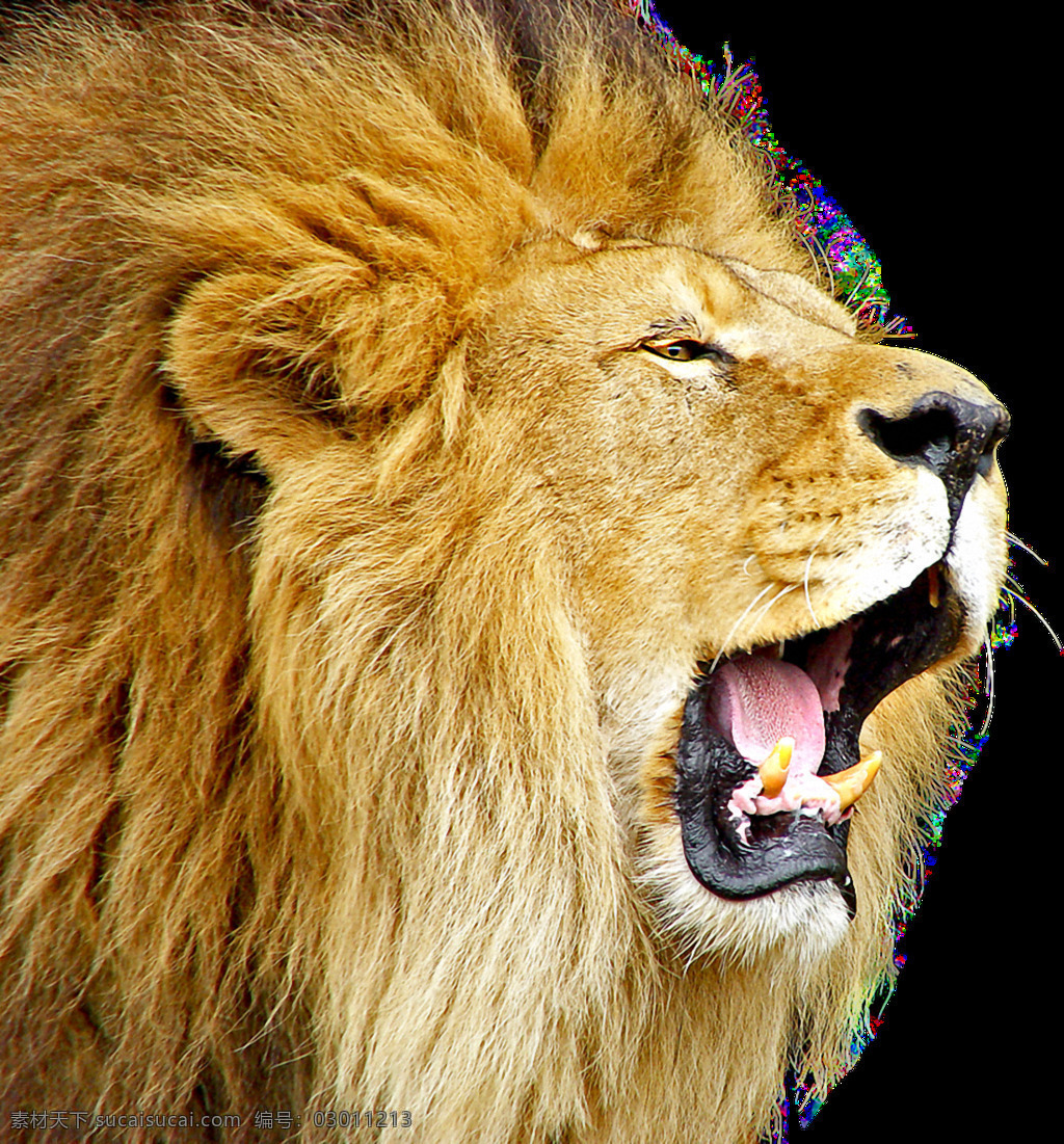 黄色 咆哮 狮子 免 抠 透明 头像 咆哮的狮子 元素 狮子高清图 非洲狮子 野生动物