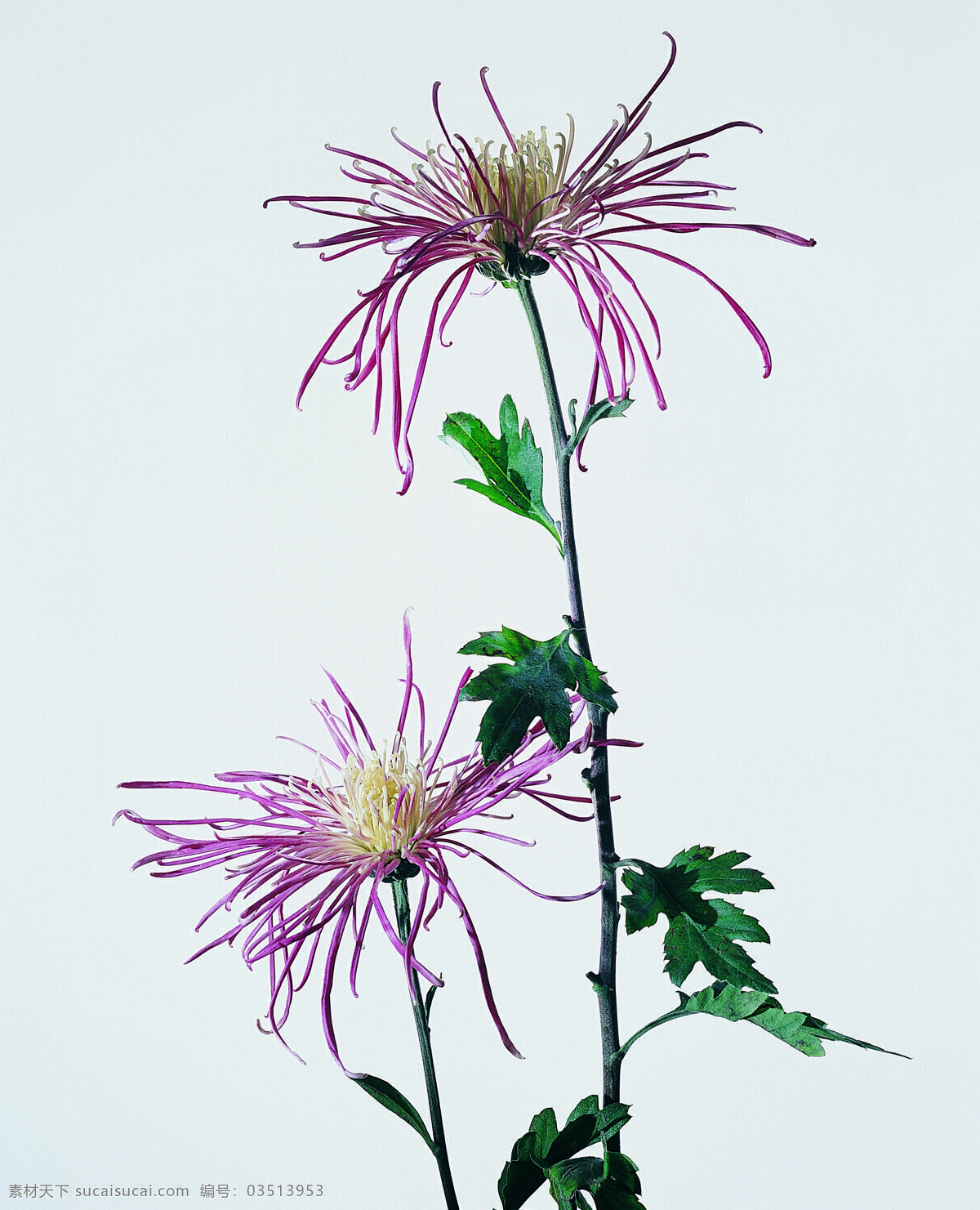 花 姿 花颜 百花世界 花瓣 花草 花朵 花蕊 全球 首席 大百科 一束花 花姿花颜花 生物世界