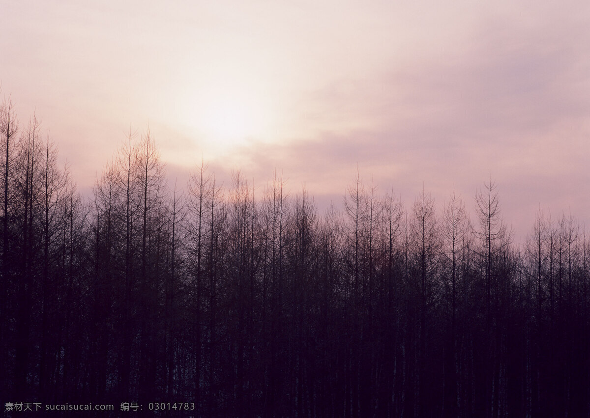 森林 树木 冬天 夕阳 傍晚 大自然 植物 26森林 自然景观 自然风景