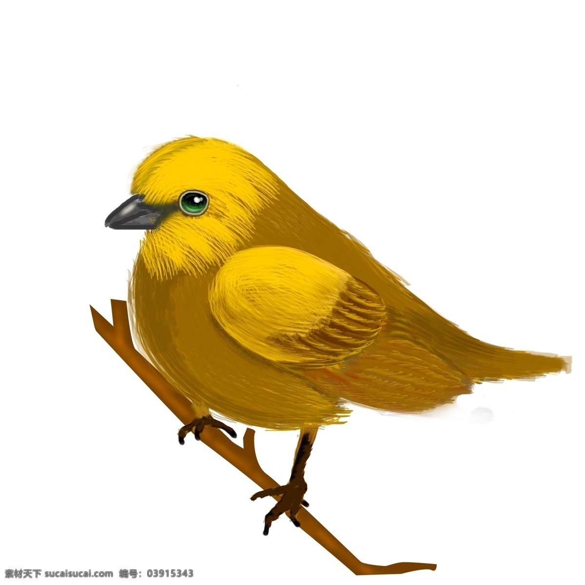 商用 高清 手绘 写实 黄鹂 鸟 鸟类 可商用