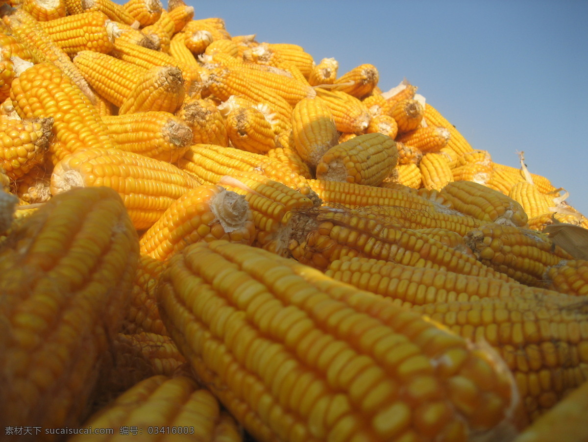 玉米 丰收 现代科技 玉米丰收 an 小邦 摄影集 农业 农业生产 矢量图 日常生活