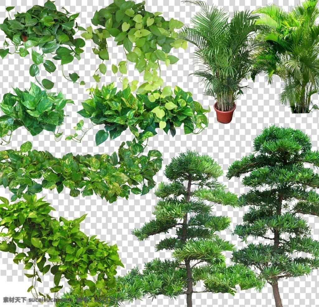 绿色植物库 绿萝 散尾葵 罗汉松 阴生植物 室内植物 花草 景观植物 分层 源文件