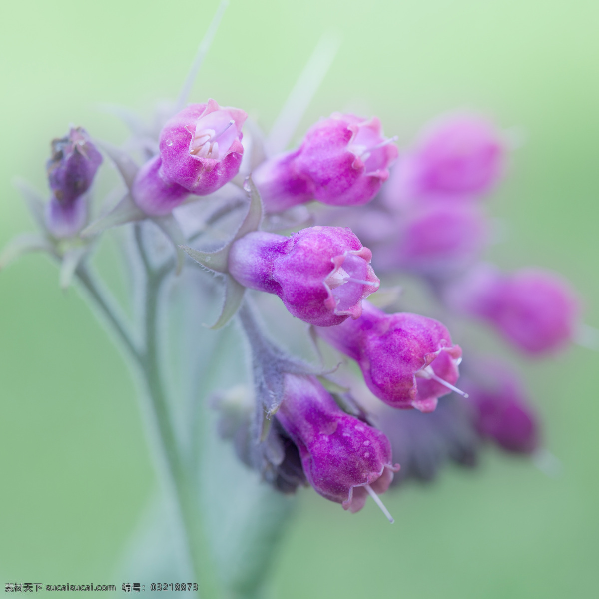 灯笼海棠 紫草科植物 花芽 紫色小花 粉色小花 喇叭花 花草 生物世界