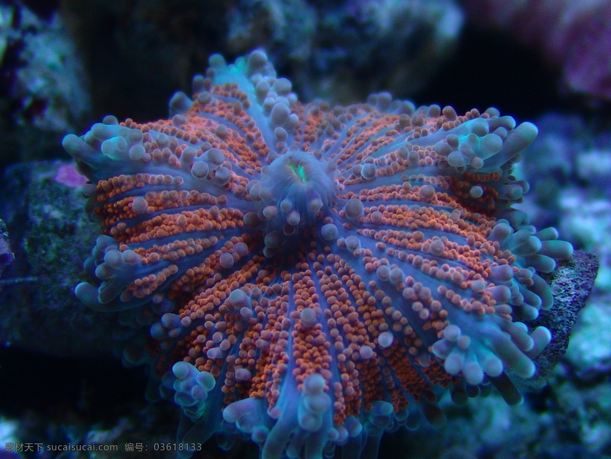 海洋生物 海底世界 海洋 礁石 生物世界 鱼 鱼类 珊蝴礁石 珊蝴 海底景色