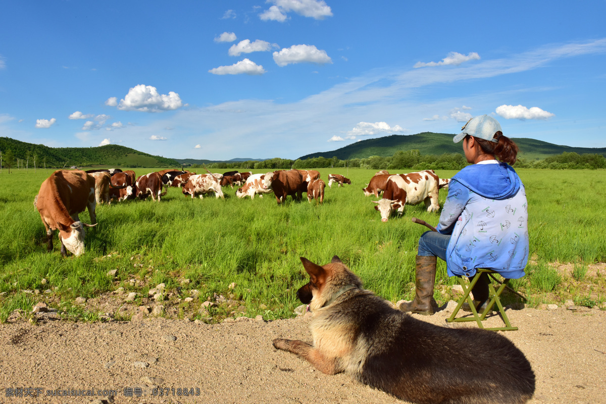 牧牛图 蓝天 白云 草地 牛群 放牧的姑娘 牧羊犬 美好生活 牧民的希望 自然景观 自然风景