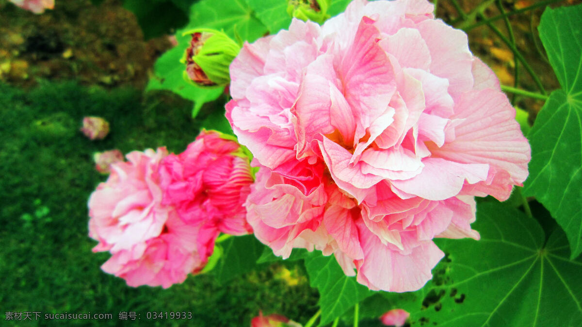 芙蓉花 粉红花 黄色花心 花蕾 绿叶 花草 生物世界