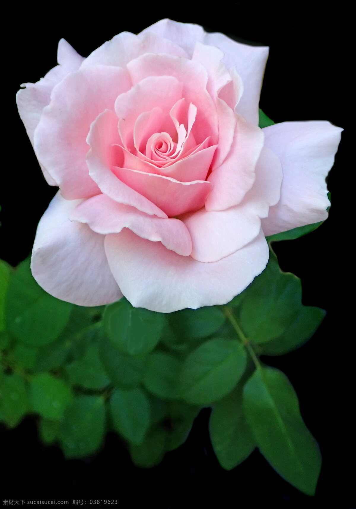 漂亮粉色玫瑰 一朵玫瑰 漂亮玫瑰 一朵花 漂亮 玫瑰 花朵 粉色花朵 漂亮花朵 鲜花 花蕊 花瓣 花卉 生物世界 花草