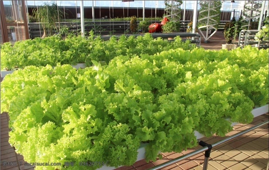 蔬菜大棚 绿色蔬菜 生菜 纯天然无污染 高清 生物世界 蔬菜