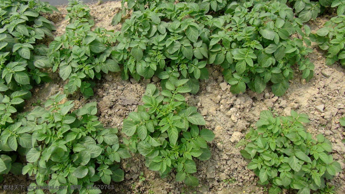 土豆苗 土豆 土豆种植 土豆地 春天的土豆 蔬菜 生物世界