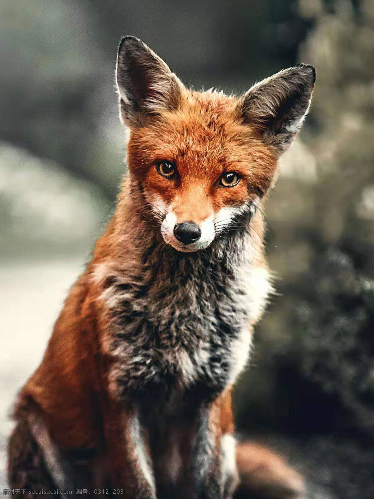 狐狸图片 狐狸 野生 可爱 动物 生物世界 野生动物