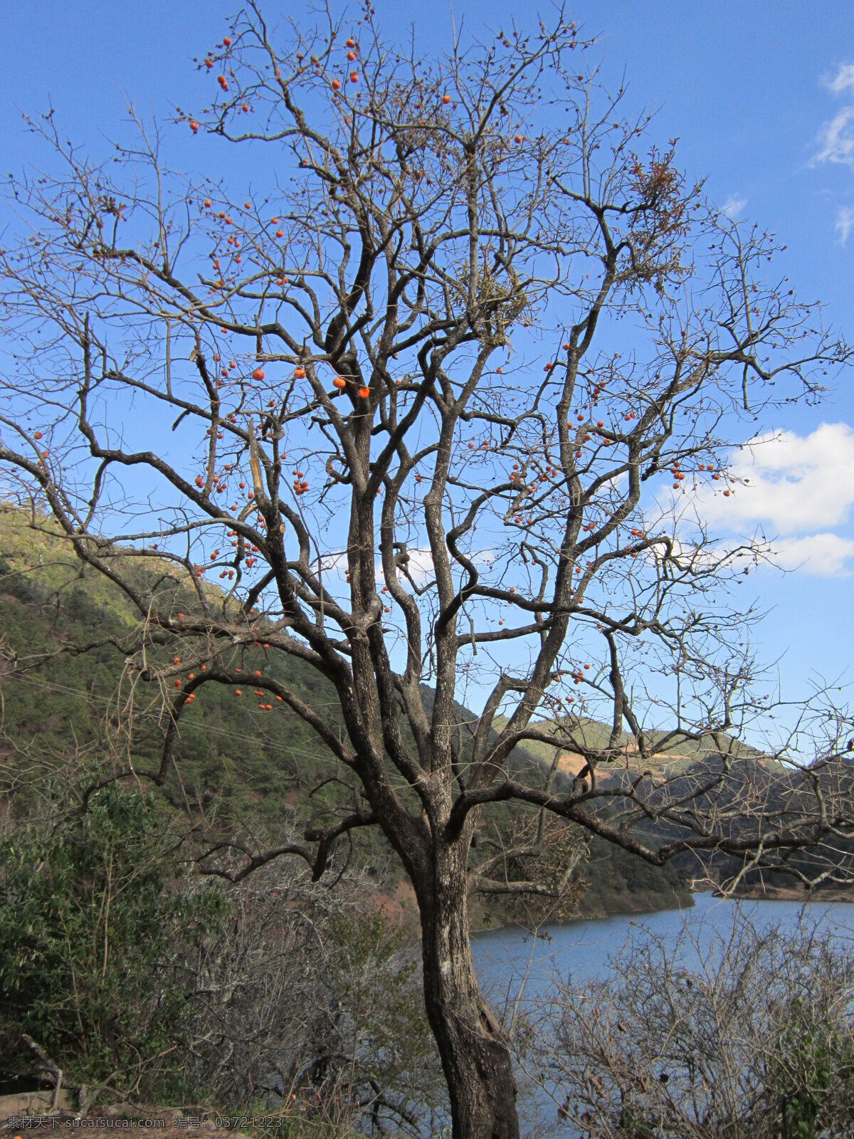 山水风景 天空 云彩 旅游 柿子树 野外 水 云南省 红河州 开远市 马者哨 灵芝 湖 国内旅游 旅游摄影