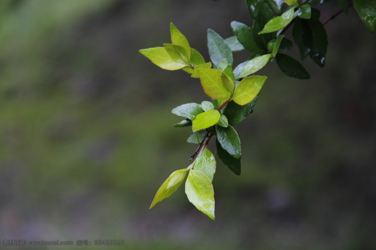 春雨 春天 雨水 绿叶 植物 自然景观 自然风景