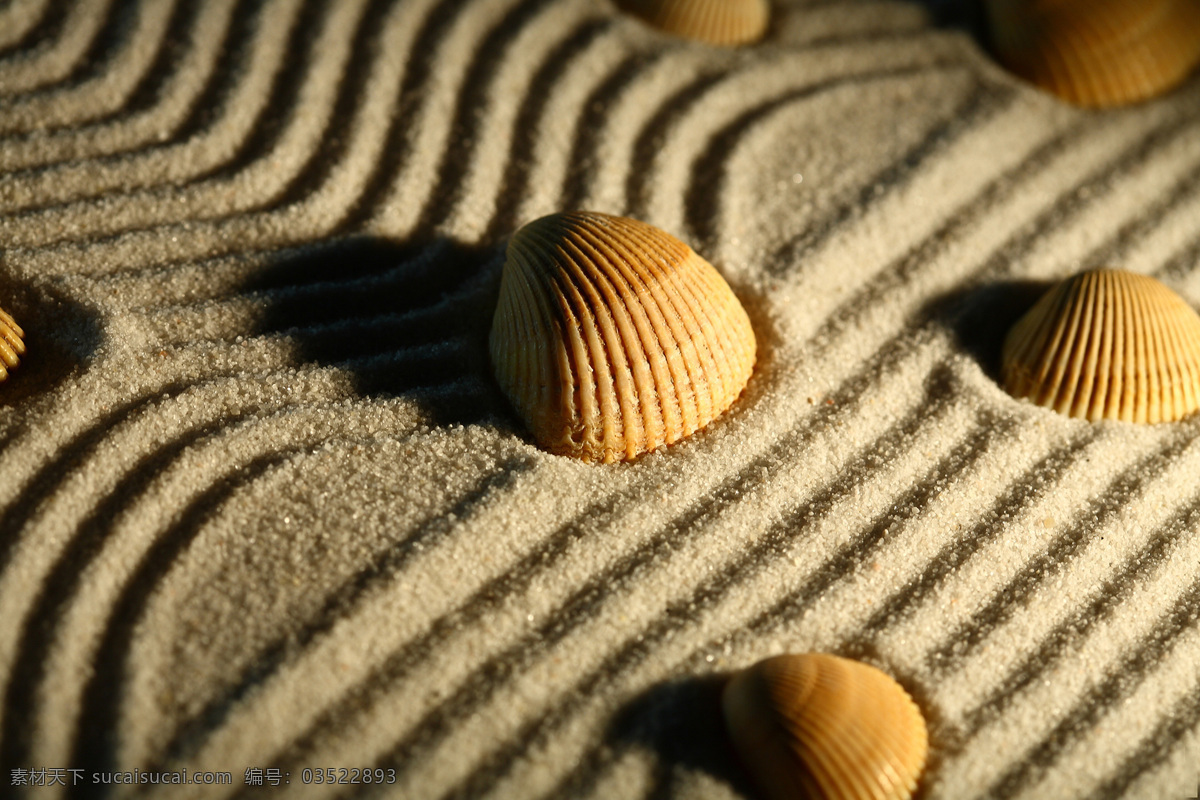 海滩 贝壳 沙滩 沙石 沙子 沙粒 沙纹 海洋生物 自然风景 其他风光 风景图片