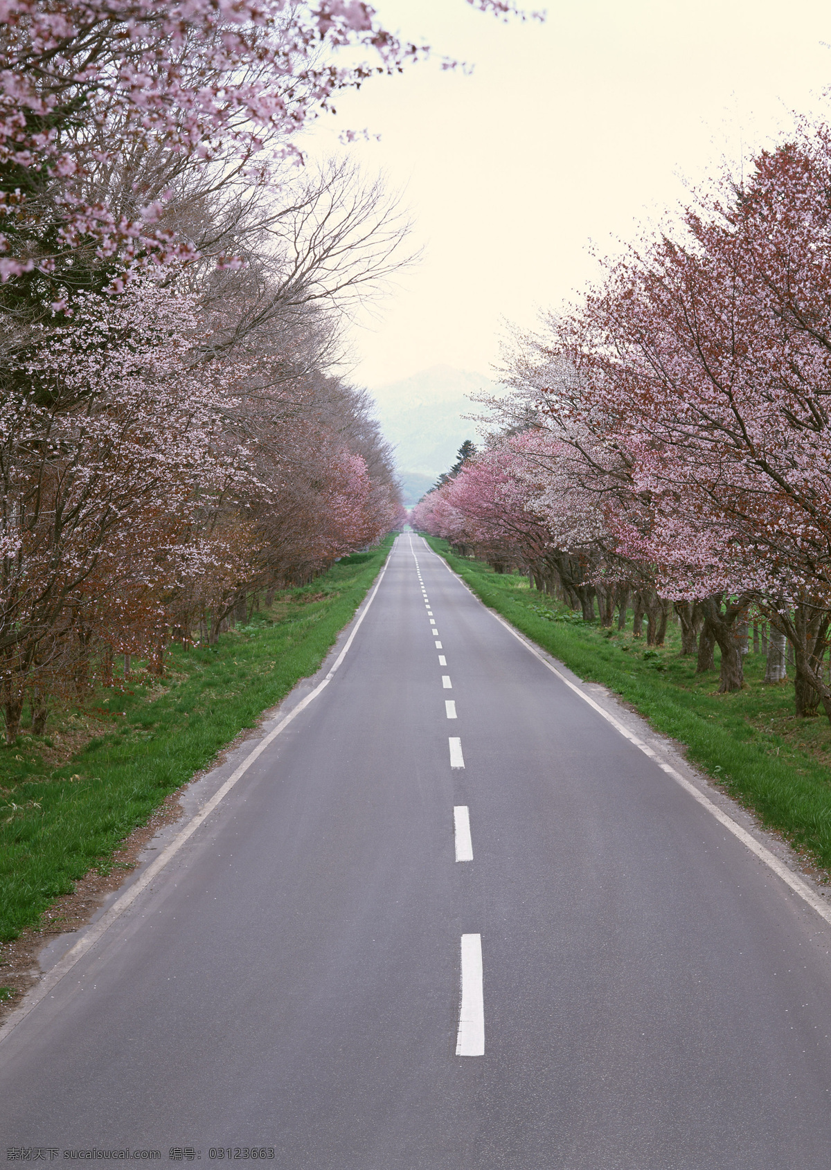 柏油路 路 道路 公路 树木 小路 建筑景观 自然景观