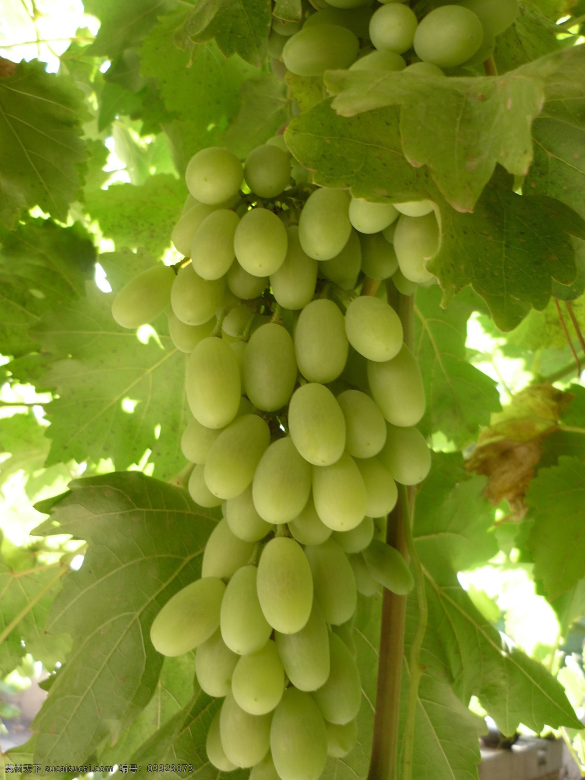 葡萄沟的葡萄 新疆 吐鲁番 葡萄沟 未成熟 葡萄 水果 生物世界