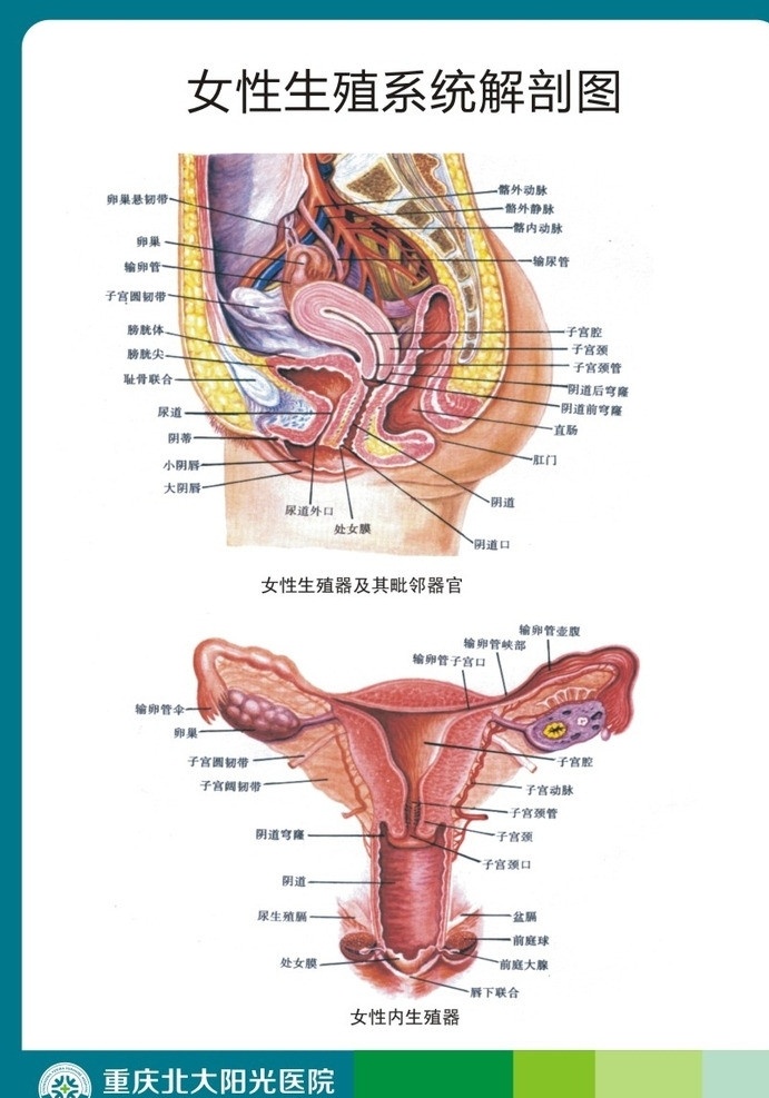 女性 生殖 系统 解剖 图 医学 解剖图 医学挂图 女性生殖系统 妇科 医疗保健 生活百科 矢量