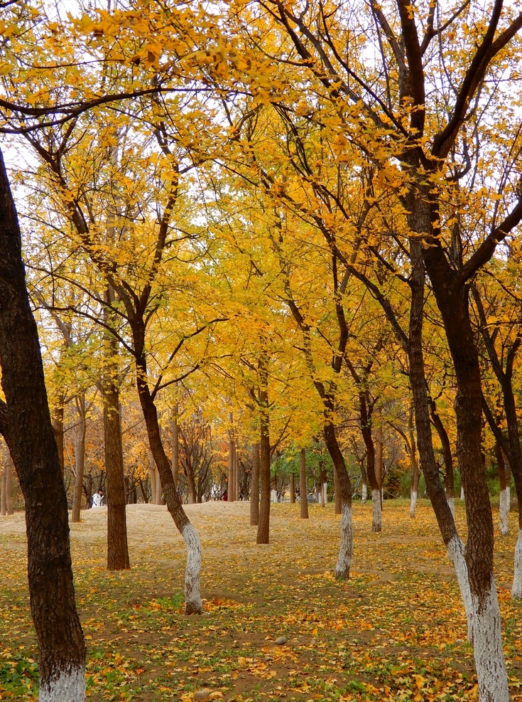 银杏林 银杏树 银杏叶 树林 树叶 黄叶 落叶 秋景 自然的风景 生物世界 树木树叶