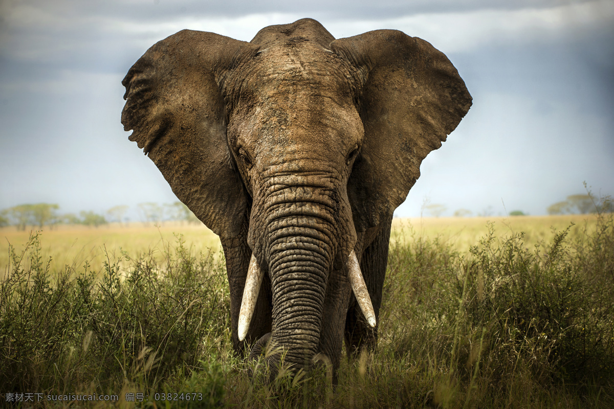 大象 象 动物世界 陆地动物 生物世界