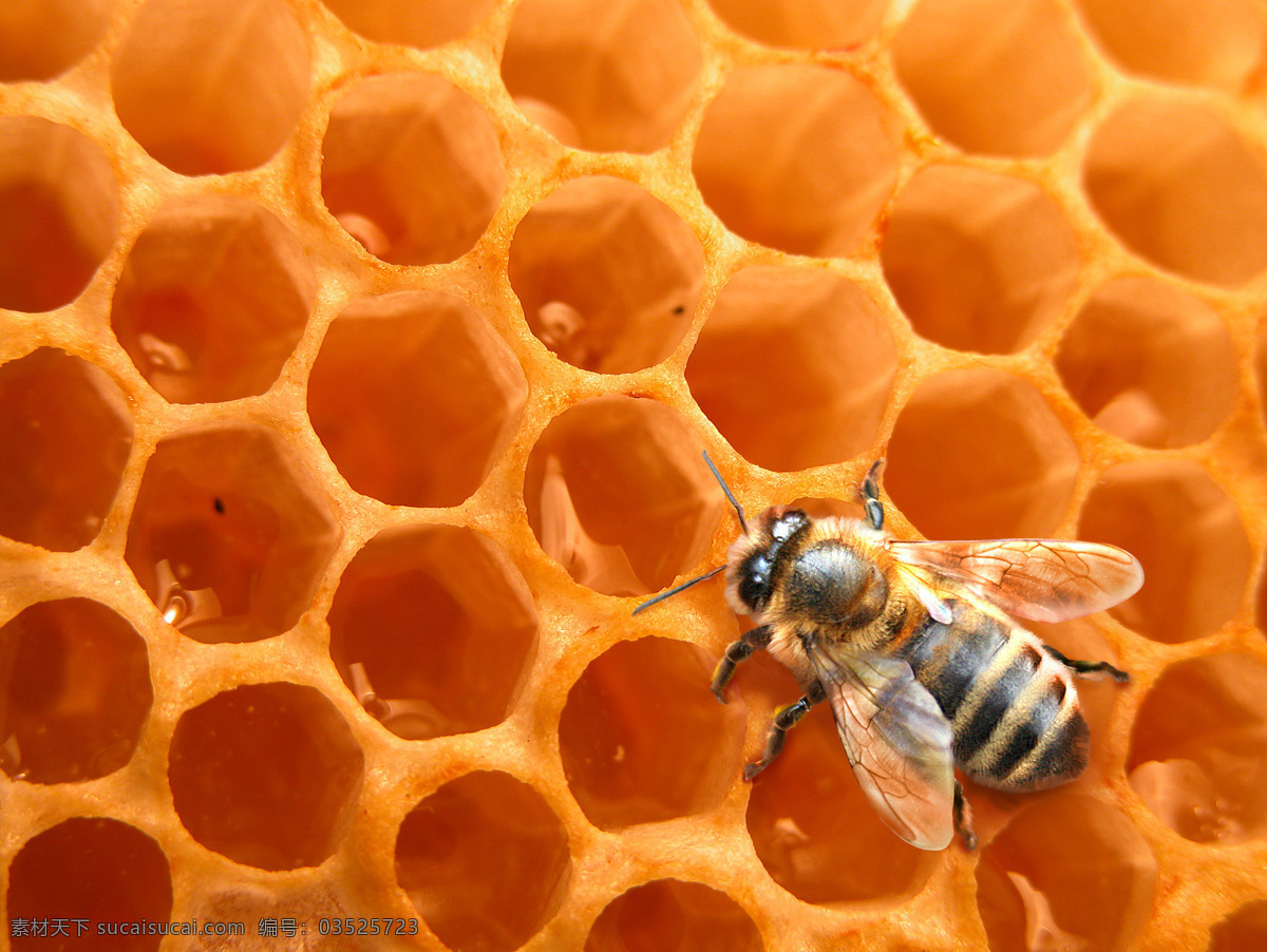 蜜蜂免费下载 蜂巢 蜂蜜 蜜蜂 生物世界