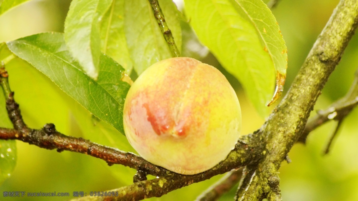 桃子 桃李 桃树 果树 水果 鲜果 生物世界 黄色