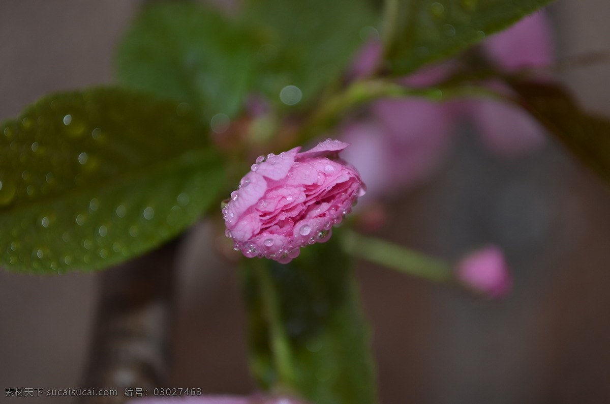 粉红色 花瓣 花草 花朵 花蕾 花枝 开放 绿叶 樱花 晴天 阳光 鲜花 盛开 树干 水滴 虚化背景 花草世界 生物世界 psd源文件