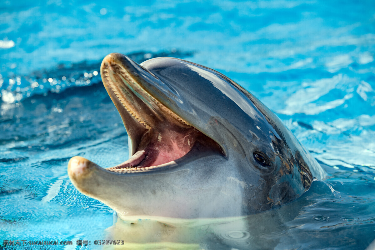 可爱 海豚 动物 高清 海底景色 海水 水生物 海洋生物 动物世界 海洋 生物 动物图片 动物素材 蓝色 海豚素材 快乐 豚素材 自然景观 青色 天蓝色