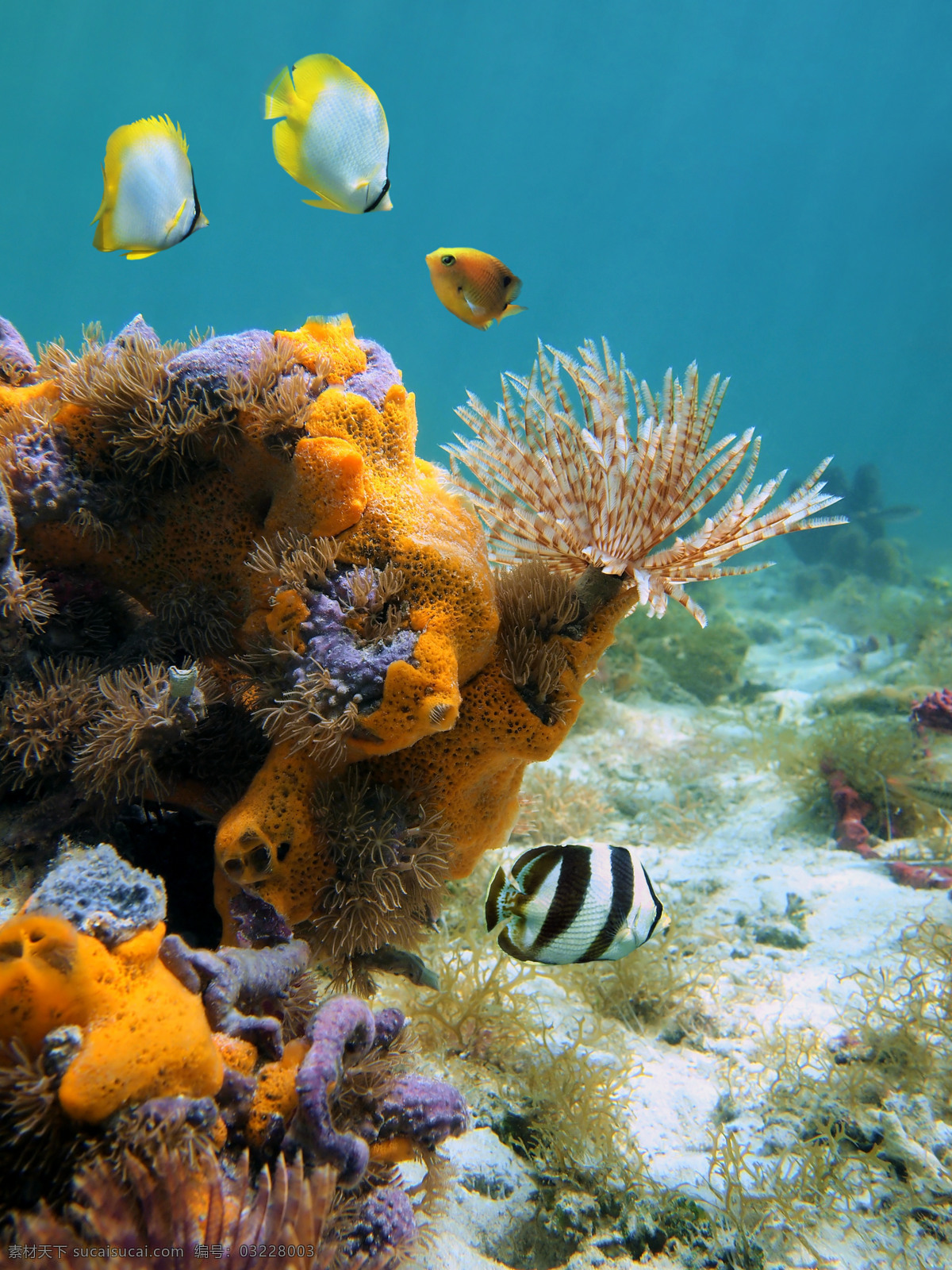 海藻 珊瑚 鱼 海底世界 海底生物 鱼类 海洋生物 水生动物 大海图片 风景图片