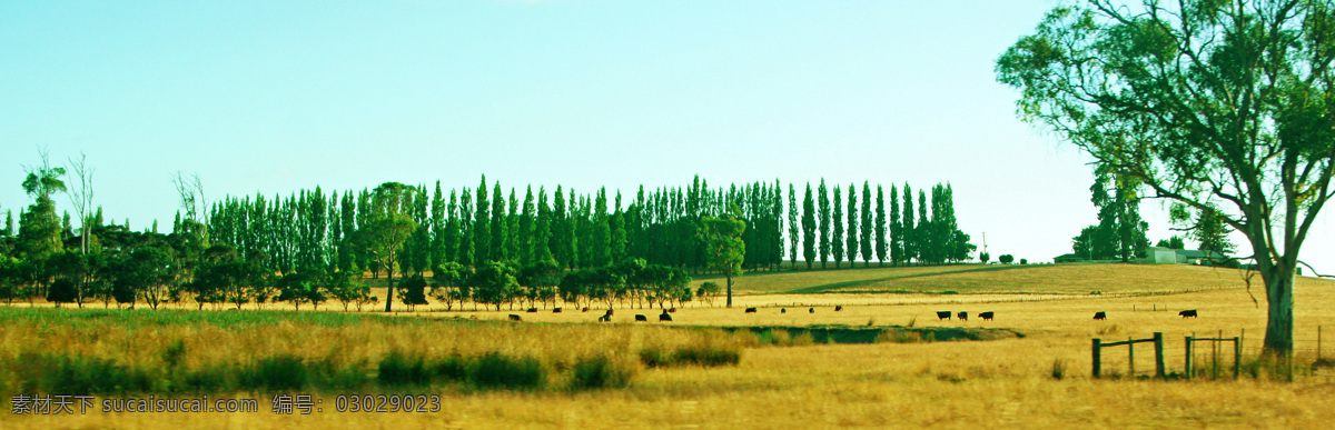 澳洲 塔斯马尼亚 农场 草原 草地 青草 旅游 风光 风景 国外风景 国外旅游 旅游摄影 青色 天蓝色