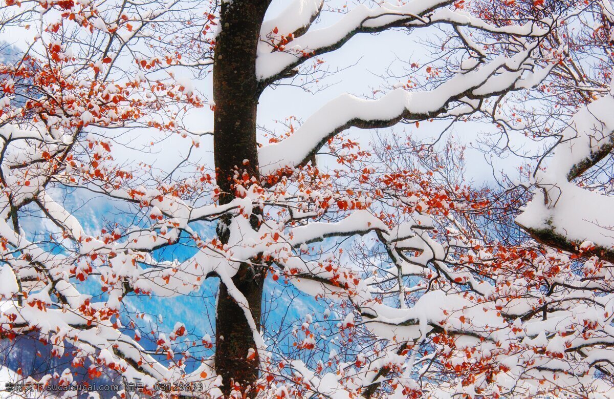 雪 覆盖 红叶 初雪 大雪 树木 枝干 中国画 雪景 东北 冬季 红梅 桌面壁纸 风光无极限 自然景观 自然风景