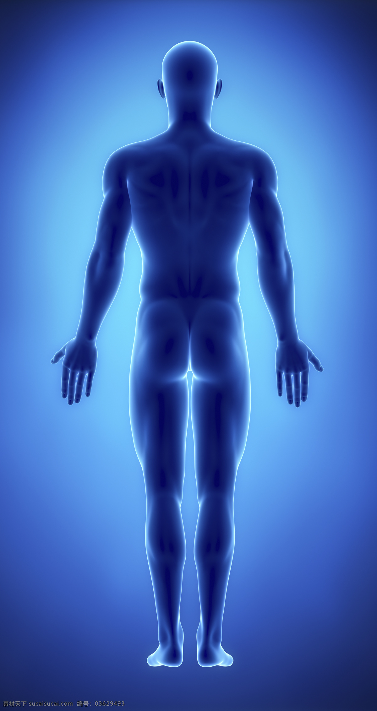 男性 人体 背部 男性人体背部 肌肉 男性人体器官 医疗科学 医学 人体器官图 人物图片