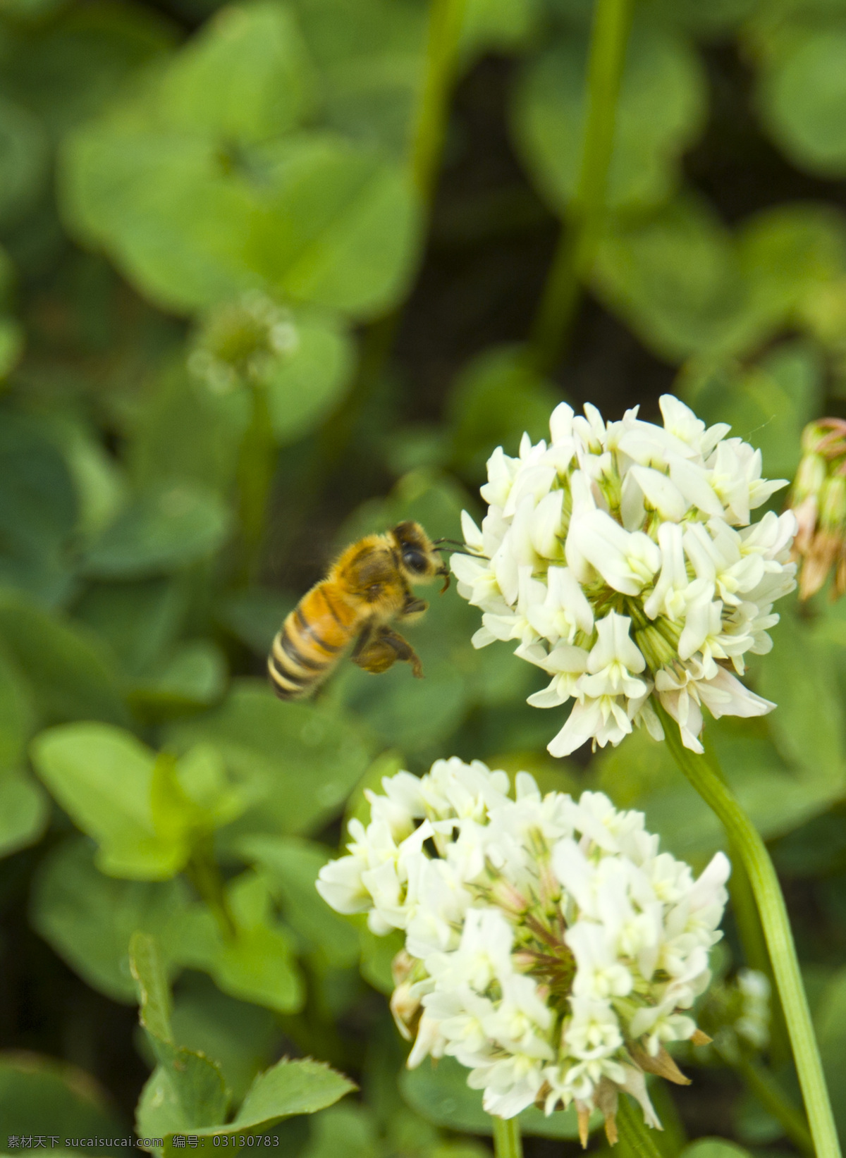 采 蜜 忙 白花 花 昆虫 绿地 绿叶 蜜蜂 生物世界 采蜜忙 采蜜